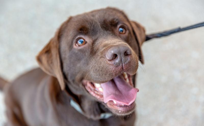 what-does-pets-travel-information-american-airlines-mexicofarm7